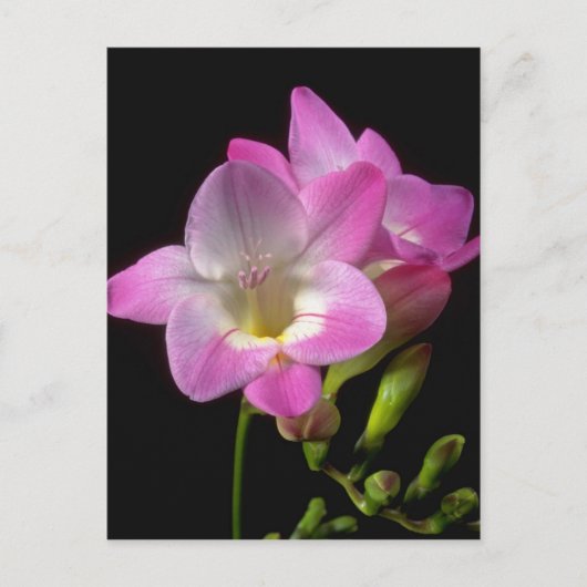 春フリーシア ポストカード (正面)