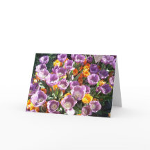 春ブラッズワン