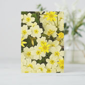 春プリムローズ カード (スタンド正面)