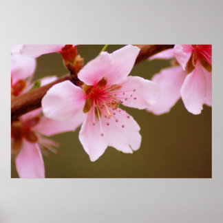 春プリント ポスター