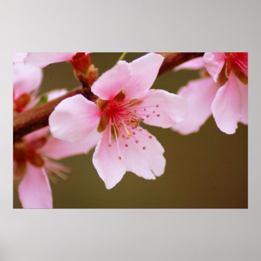 春プリント ポスター (正面)