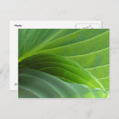 春ホスタ葉書 ポストカード (正面/裏面)