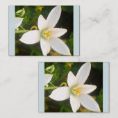 春ホワイト開花名刺 名刺 (正面/裏面)
