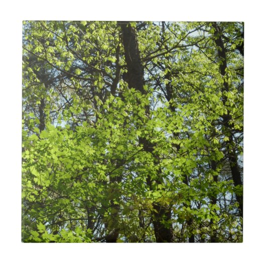 春メープル葉自然 タイル (正面)