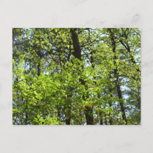 春メープル葉自然 ポストカード