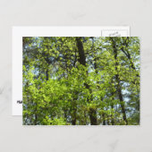 春メープル葉自然 ポストカード (正面/裏面)