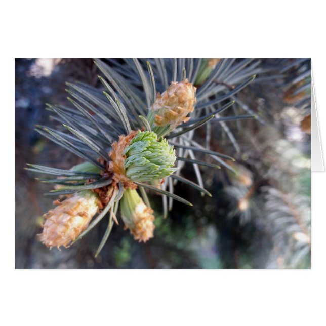 春モミ (正面横)