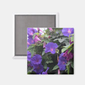 春モーニンググロリズインブルー マグネット (正面/裏面)