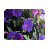 春モーニンググロリズインブルー マグネット (横)