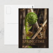 春ヤングシダ立ち上がりCC0919美しい自然 ポストカード (正面/裏面)