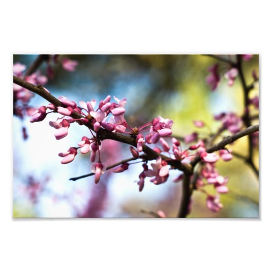 春ラプソディ フォトプリント            (正面)