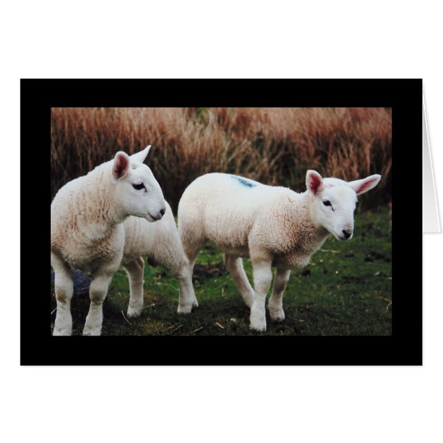 春ラム (正面横)