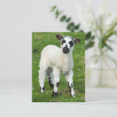 春ラム ポストカード (スタンド正面)