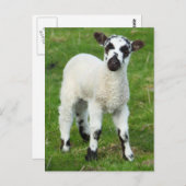 春ラム ポストカード (正面/裏面)