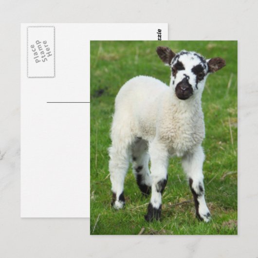 春ラム ポストカード (正面/裏面)
