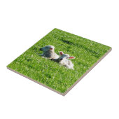 春ランブズインザサンシャインコーンウォールイングランド タイル (側面)