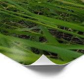 春リバーサイド撮影 ポスター (コーナー)