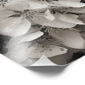 春リンゴの花が白と黒に咲く フォトプリント            (角)