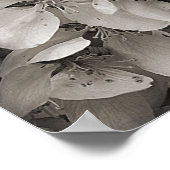 春リンゴの花が白と黒に咲く ポスター (角)