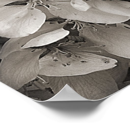 春リンゴの花が白と黒に咲く ポスター (角)