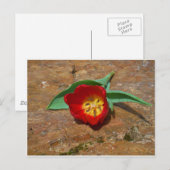 春レッドチューリップ ポストカード (正面/裏面)