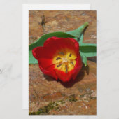 春レッドチューリップ 便箋 (正面/裏面)