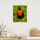 春ロビン ポスター (キッチン)