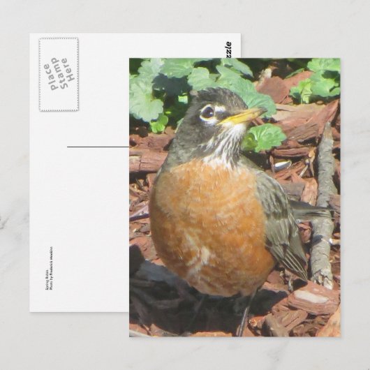 春ロビン ポストカード (正面/裏面)