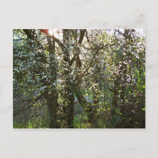 春付き木葉書 ポストカード