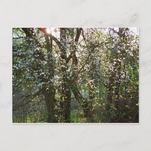 春付き木葉書 ポストカード (正面)