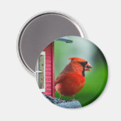 春内のフィーダーの男性（鳥）ショウジョウコウカンチョウ マグネット (正面/裏面)