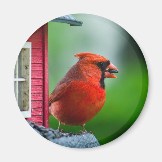 春内のフィーダーの男性（鳥）ショウジョウコウカンチョウ マグネット (正面)