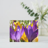 春初の開花:クロッカス ポストカード (スタンド正面)