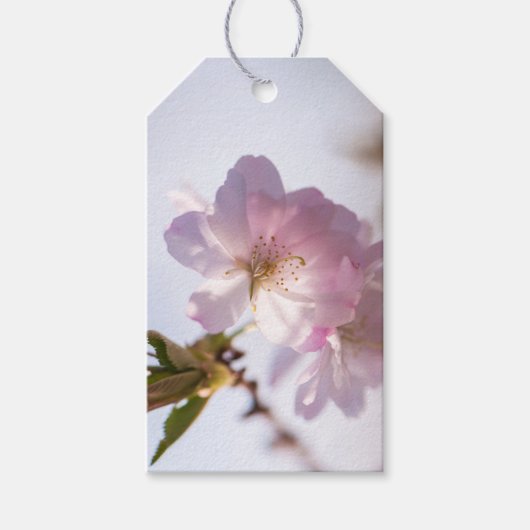 春咲き ギフトタグ (正面)