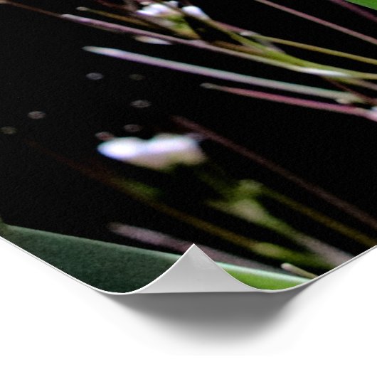 春唇 ポスター (角)