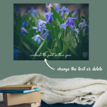 春園の青いシラの花