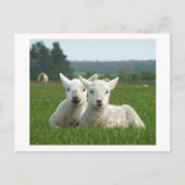 春子板 ポストカード (正面)