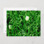 春季4葉書 ポストカード (正面/裏面)