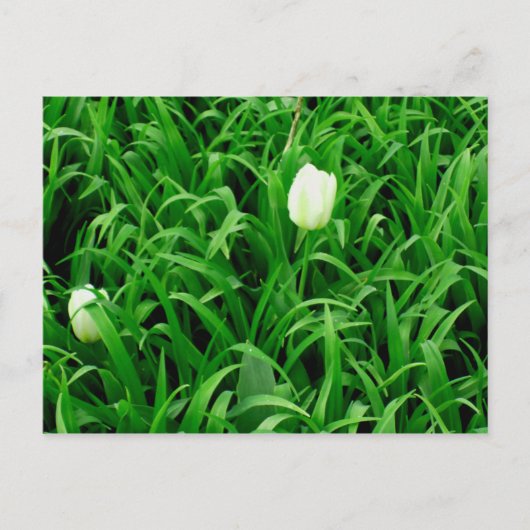 春季4葉書 ポストカード (正面)