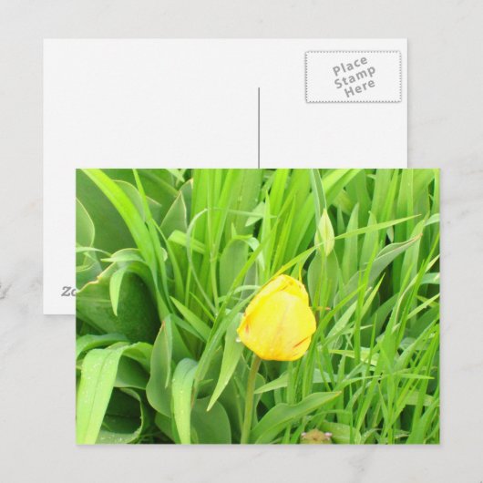 春季5葉書 ポストカード (正面/裏面)