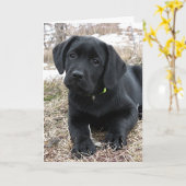 春待ち – ラブラドール子犬 – Black Lab カード (黄色い花)