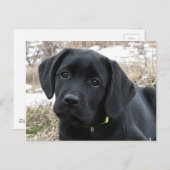 春待ち – ラブラドール子犬 – Black Lab ポストカード (正面/裏面)