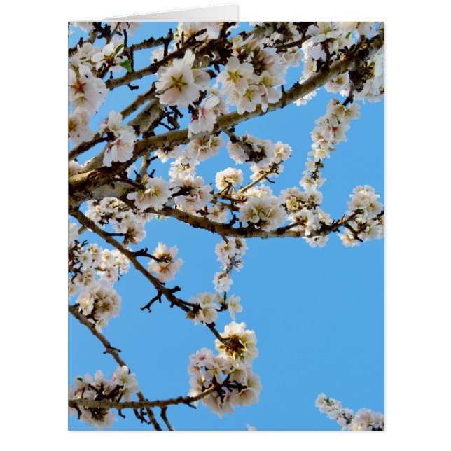 春愛の花 (正面)