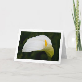 春折り畳み空白のグリーティングカード カード