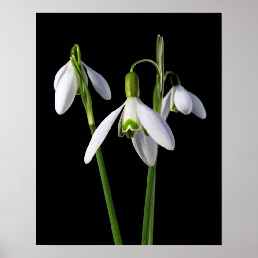 春春永遠 ポスター (正面)