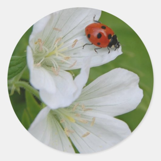 春時ステッカー ラウンドシール (正面)