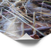 春時モレルのキノコ写真 フォトプリント            (角)