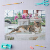 春時猫ティッシュペーパー 薄葉紙 (クラフト)