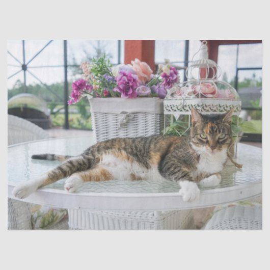 春時猫ティッシュペーパー 薄葉紙 (正面)