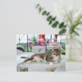 春時猫葉書 ポストカード (スタンド正面)